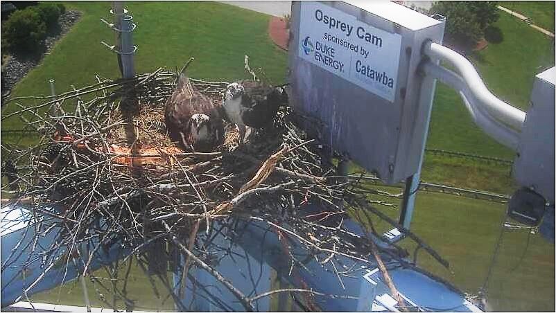 Osprey 11_201905132011