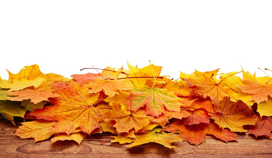 Thankfulness is in the air this holiday season
