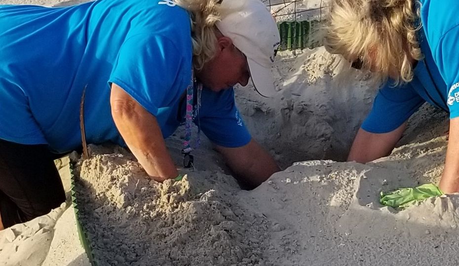 Helping out one turtle at a time