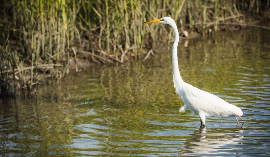 Nuclear operations allow habitat for plants and animals to thrive