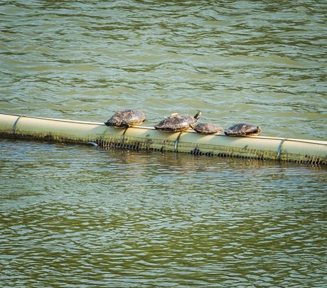 oconee-nuclear-wildlife-3459