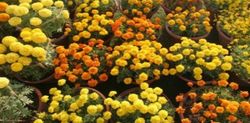 Annual Chrysanthemum Show Opens in Capital