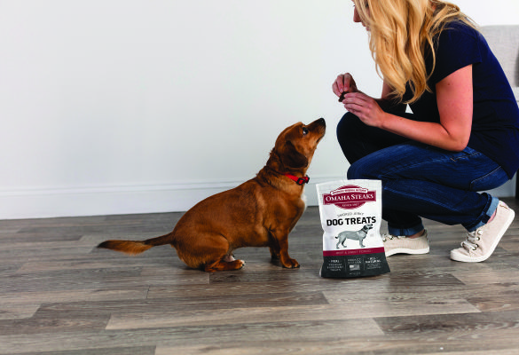 dt044 dachshund lifestyle