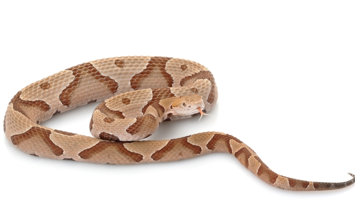 A260~iStock_000010894841_Large_16x9