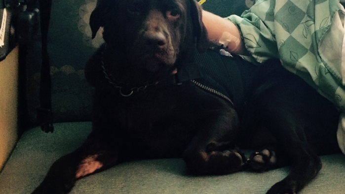 How service animals can play a huge role for patients