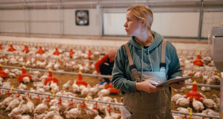 Could bird flu be as bad as COVID-19?