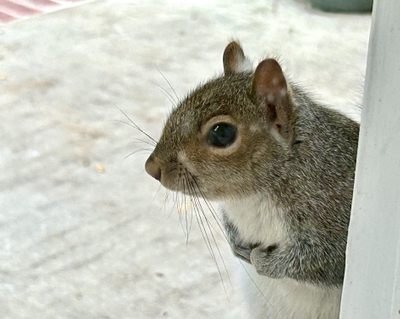 Marry Massie Squirrel