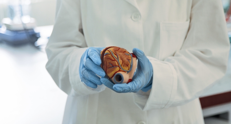 A person wearing a white medical coat holds a model of a heart with gloved hands. 