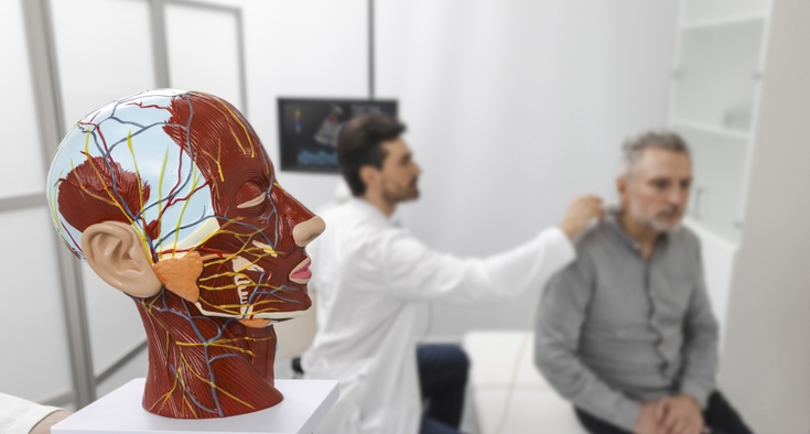 Anatomical model of a human head with vascular structures and nerves in the foreground while a neurologist examines a patient in the background.