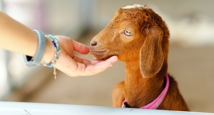 A woman pets a baby goat.