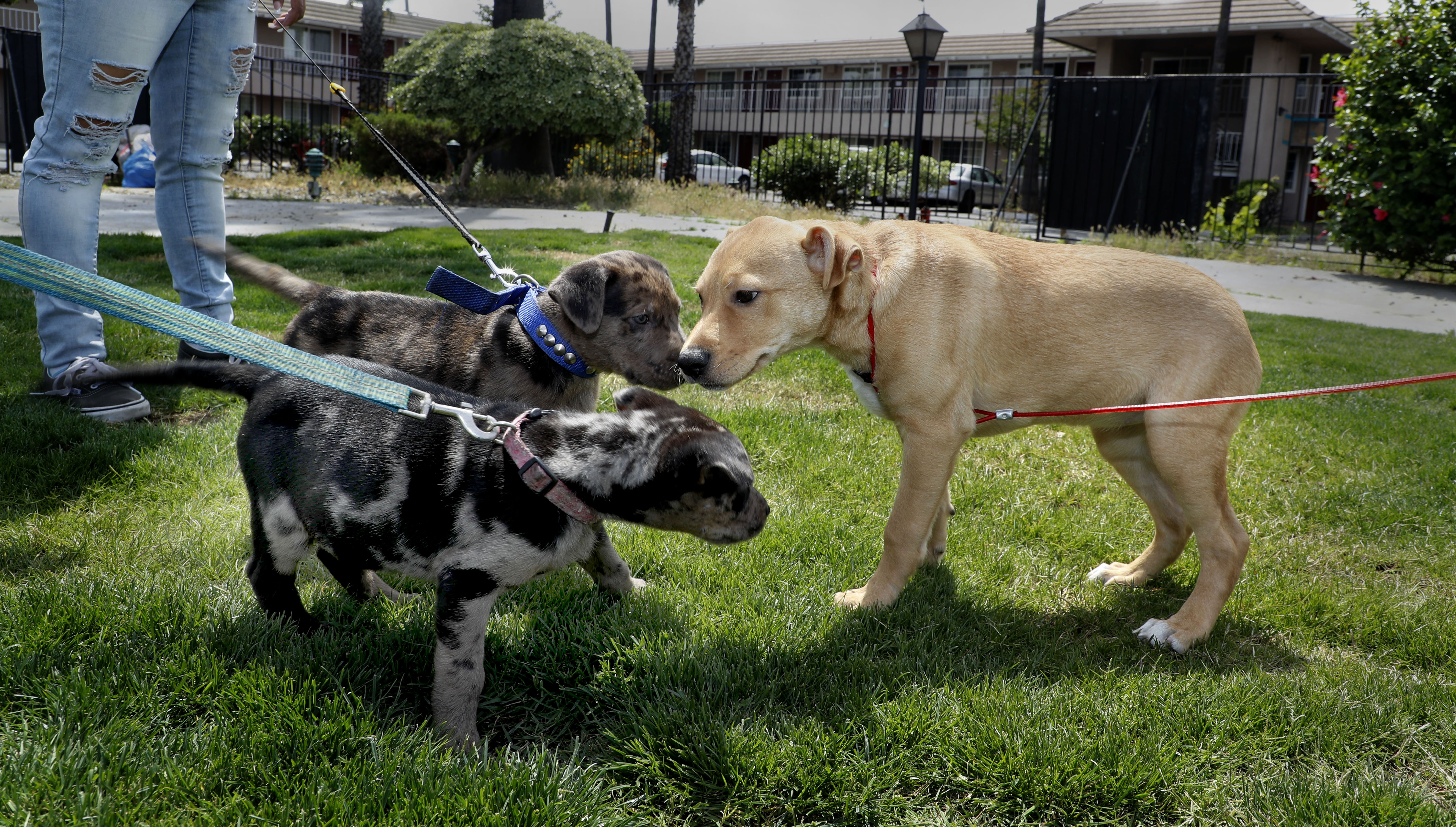 FRESNO Homekey PuppyPlay 4.29