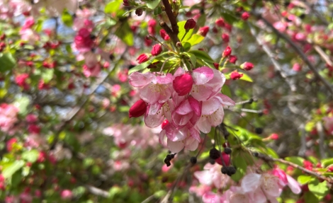 spring 3