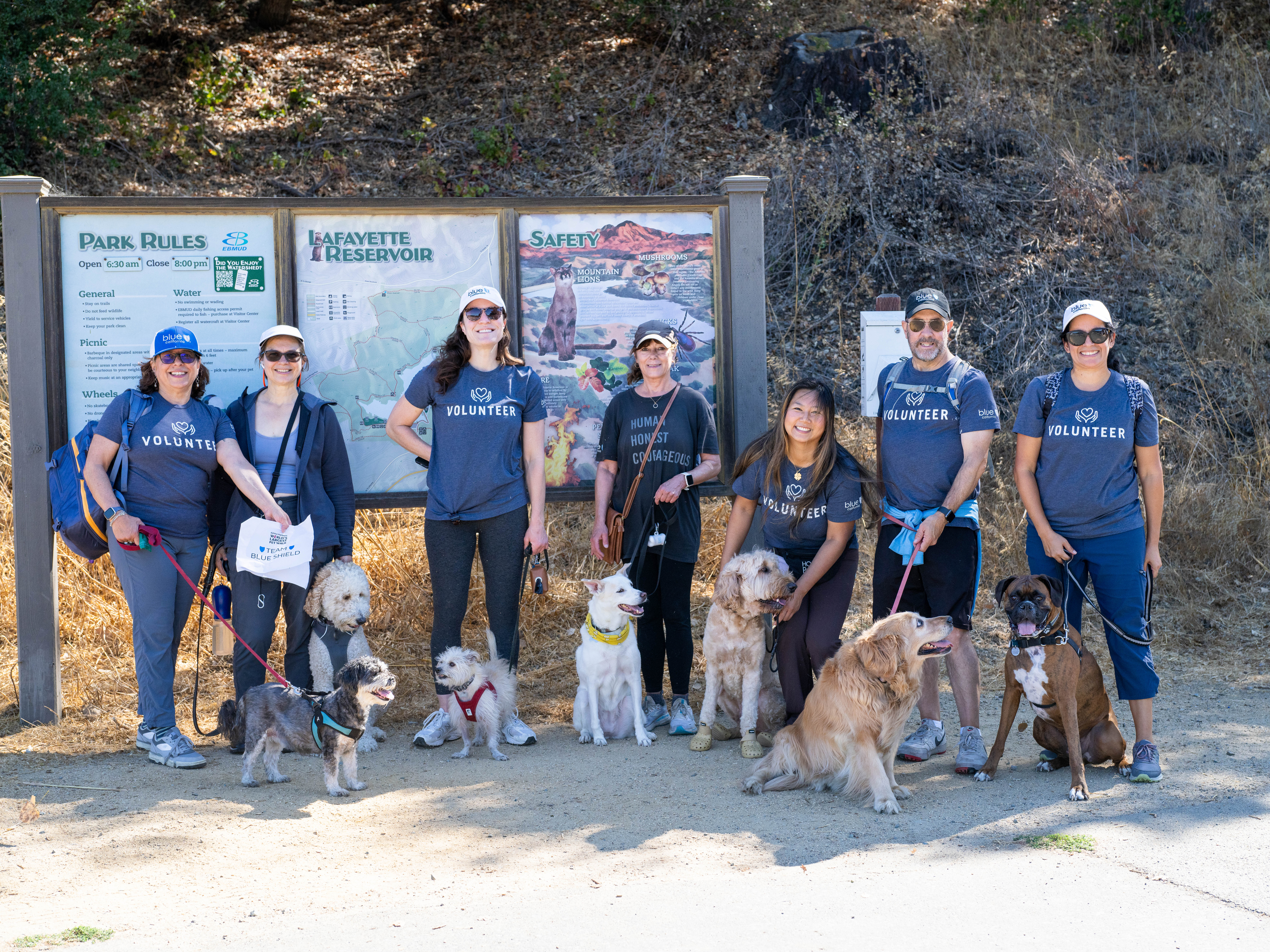 Pet Walk