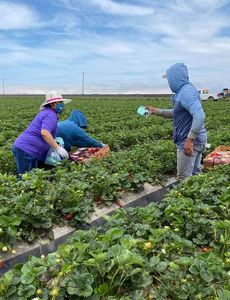Los trabajadores agrícolas en situación de riesgo reciben ayuda económica de la Fundación Blue Shield of California para luchar contra el COVID-19