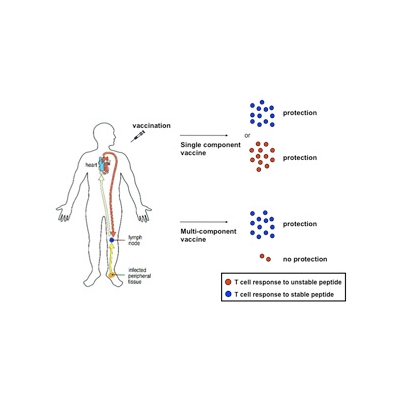 Study Reveals Current Multi-Component Vaccines May Need Reworking