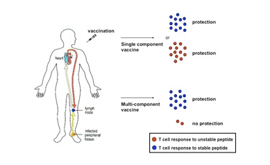 Study Reveals Current Multi-Component Vaccines May Need Reworking