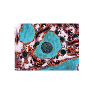 blue%20cells_2562_945x686