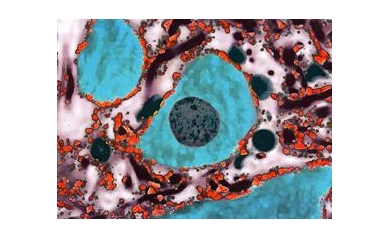 blue%20cells_2562_945x686