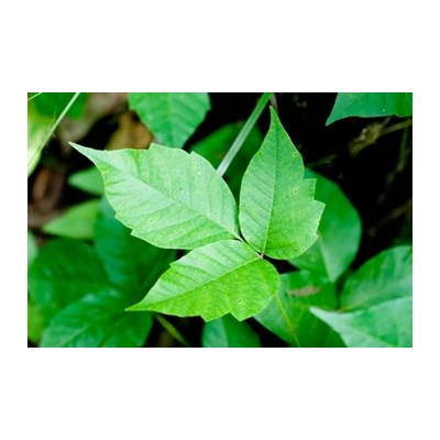Poison Ivy: Prevention Takes Priority