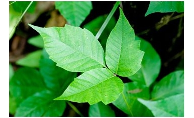Poison Ivy: Prevention Takes Priority