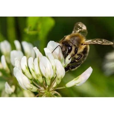 Be(e) Prepared: What to Do When You Get Stung