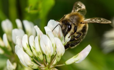 Be(e) Prepared: What to Do When You Get Stung