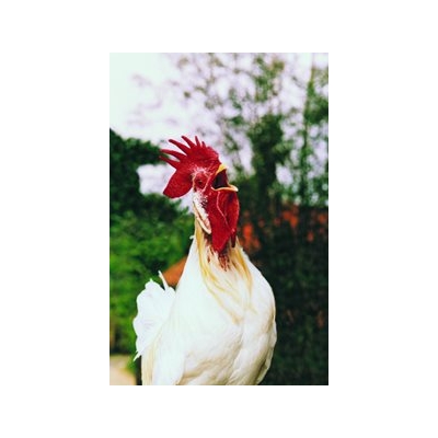 Using Rooster Testes to Learn How the Body Fights Viruses