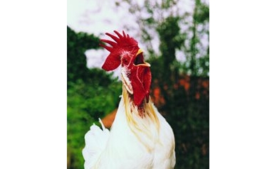 Using Rooster Testes to Learn How the Body Fights Viruses