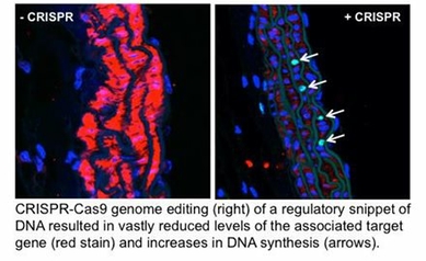 Gene Editing Technology Holds Huge Potential