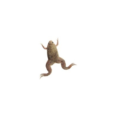 What Frogs Can Teach Us About Tumors