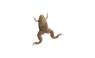 What Frogs Can Teach Us About Tumors