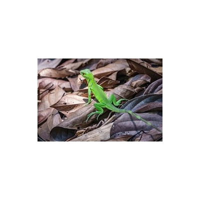 Cancer Biology, thanks to Green Lizards