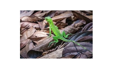 Cancer Biology, thanks to Green Lizards