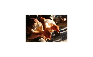 Bird Flu is Back in China: URMC Testing Vaccine Candidate