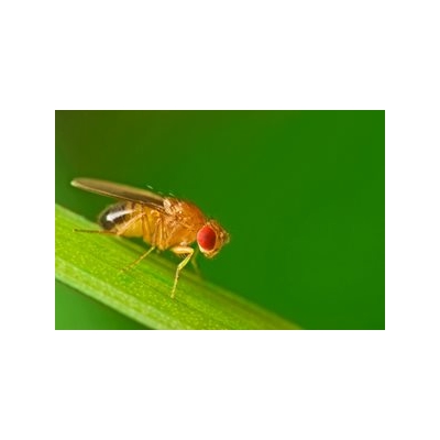 Wilmot Symposium: Blood Systems, Fruit Flies, Targeted Therapies and More