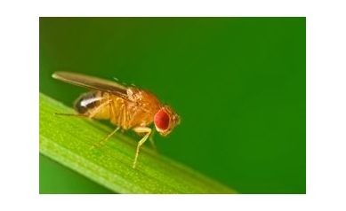 Wilmot Symposium: Blood Systems, Fruit Flies, Targeted Therapies and More