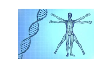 Study Finds Link Between Rare Genetic Mutation and Osteoporosis