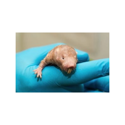 Secret to Longevity: Naked Mole Rats?