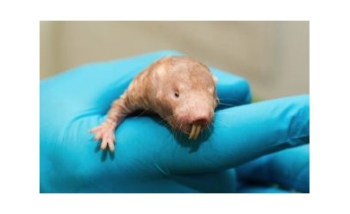 Secret to Longevity: Naked Mole Rats?