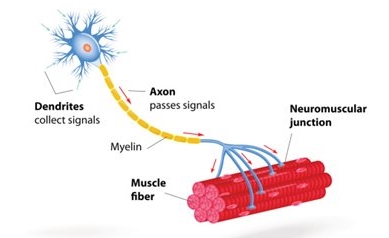 Researchers Spot New Neuromuscular Disorder