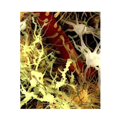 Astrocytes Key to Potential Parkinson’s Therapy