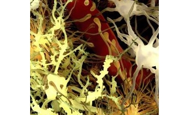 Astrocytes Key to Potential Parkinson’s Therapy