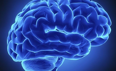 Researchers Pinpoint Brain’s Audiovisual Processing Center