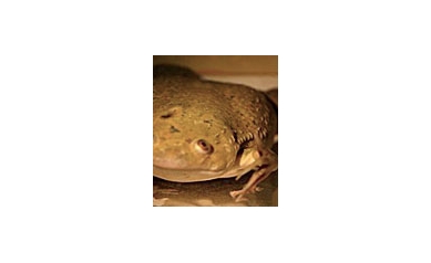 Post Doc’s [Frog] Research Leaps Forward with New Fellowship