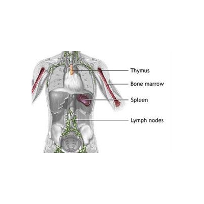 Experimental Drug Lets B Cells Live and Lymphoma Cells Die