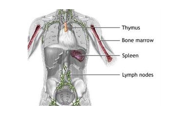 Experimental Drug Lets B Cells Live and Lymphoma Cells Die