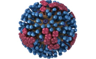 Eighty Healthy People Needed for H1N1 Flu Vaccine Studies