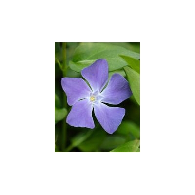 Purple Periwinkles Battle Inflammatory Diseases