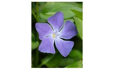 Purple Periwinkles Battle Inflammatory Diseases