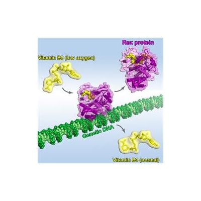 Vitamin B3 Controls Important Life Processes by Changing Shape in Response to Oxygen Level
